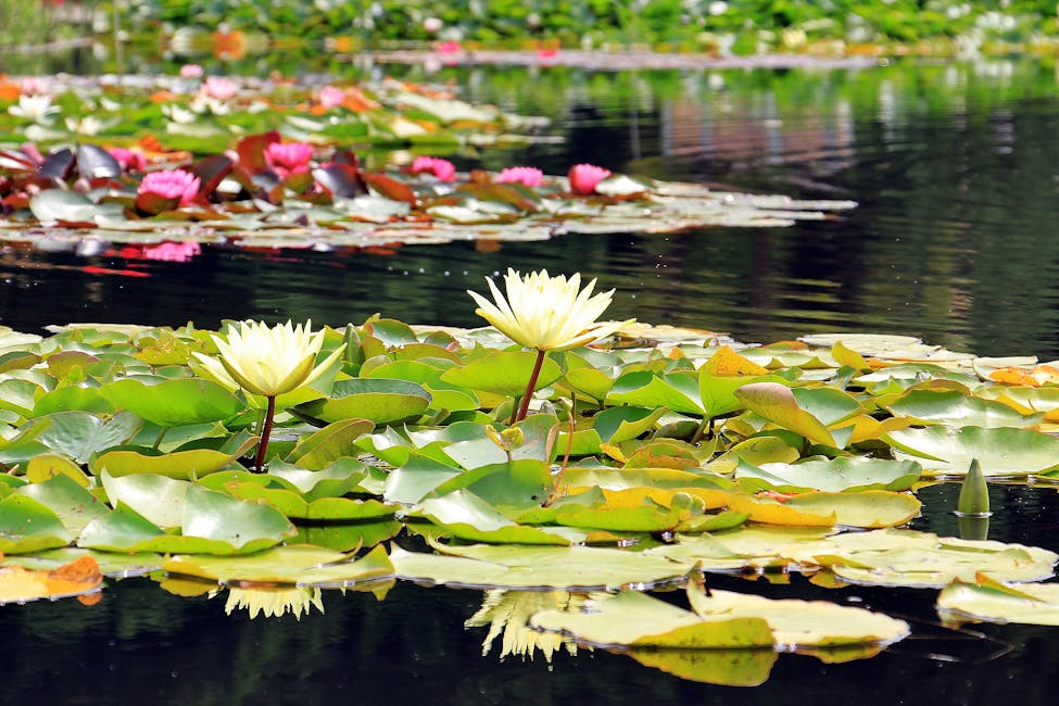 Wie baue ich einen eigenen Gartenteich