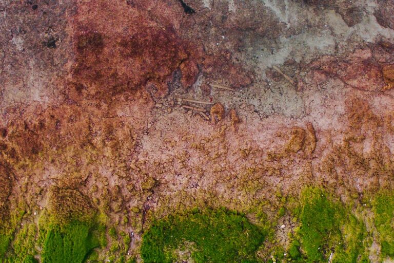 Wie entferne ich Moos von Beton-Gehwegplatten im Garten