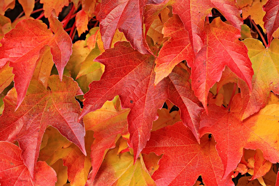 Wie pflege ich meinen Garten im Herbst richtig