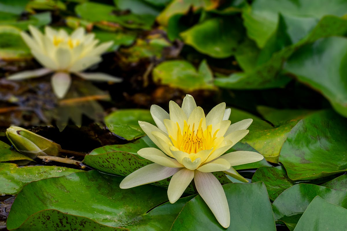 Wie kann ich eine undichte Stelle im Gartenteich reparieren