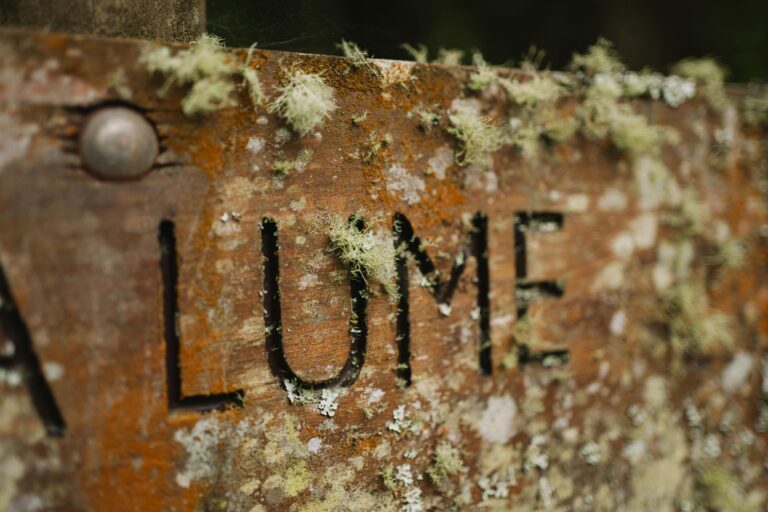 Was kann man tun bei Moosbewuchs auf Holzterrassen?