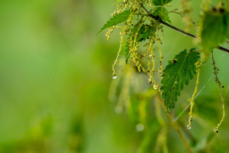 Was kann man tun bei einem verstopften Regenabfluss im Garten?