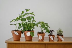 Welche Bepflanzung eignet sich für das Grundstück nach dem Bau?