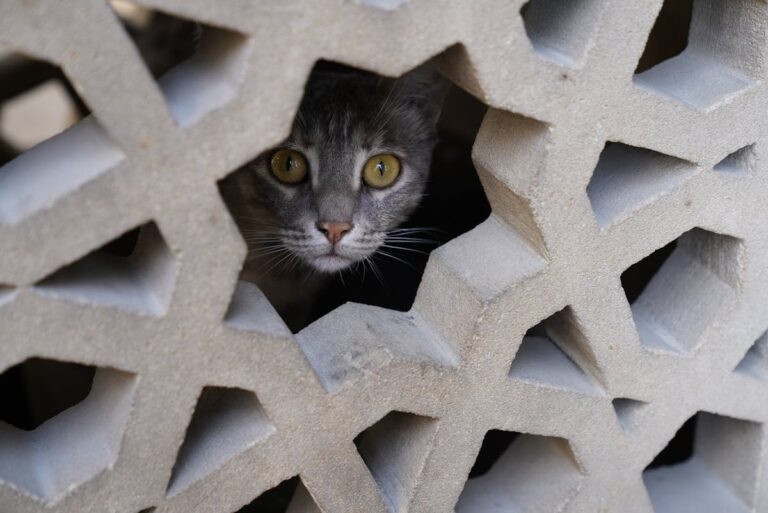 Wie verhindere ich Risse in den Wänden nach dem Bau